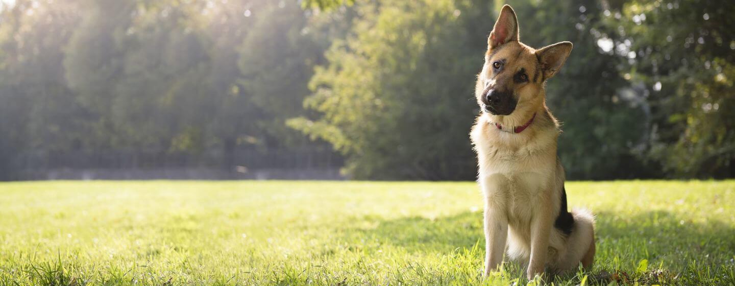 Top five smartest store dogs